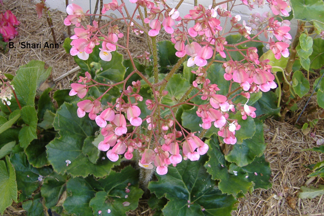B. ‘Shari Ann’